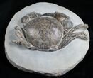 Giant Tumidocarcinus Giganteus Crab Fossil #4642-2
